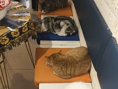 -平行世界·猫咖(首经贸店)