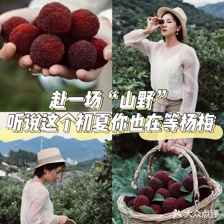 江浙沪周边游 | 又到杨梅季仙居杨梅熟了