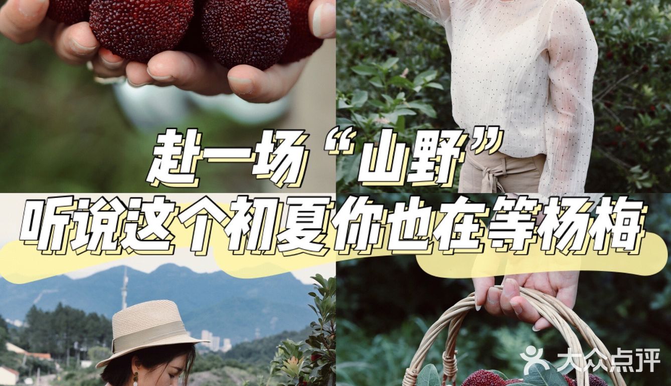 江浙沪周边游 | 又到杨梅季仙居杨梅熟了