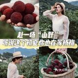 江浙沪周边游 | 又到杨梅季仙居杨梅熟了