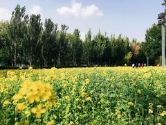 -长白岛森林公园