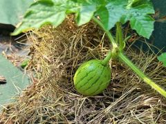 -南汇桃花村