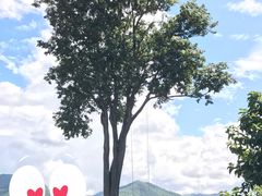 -大树秋千