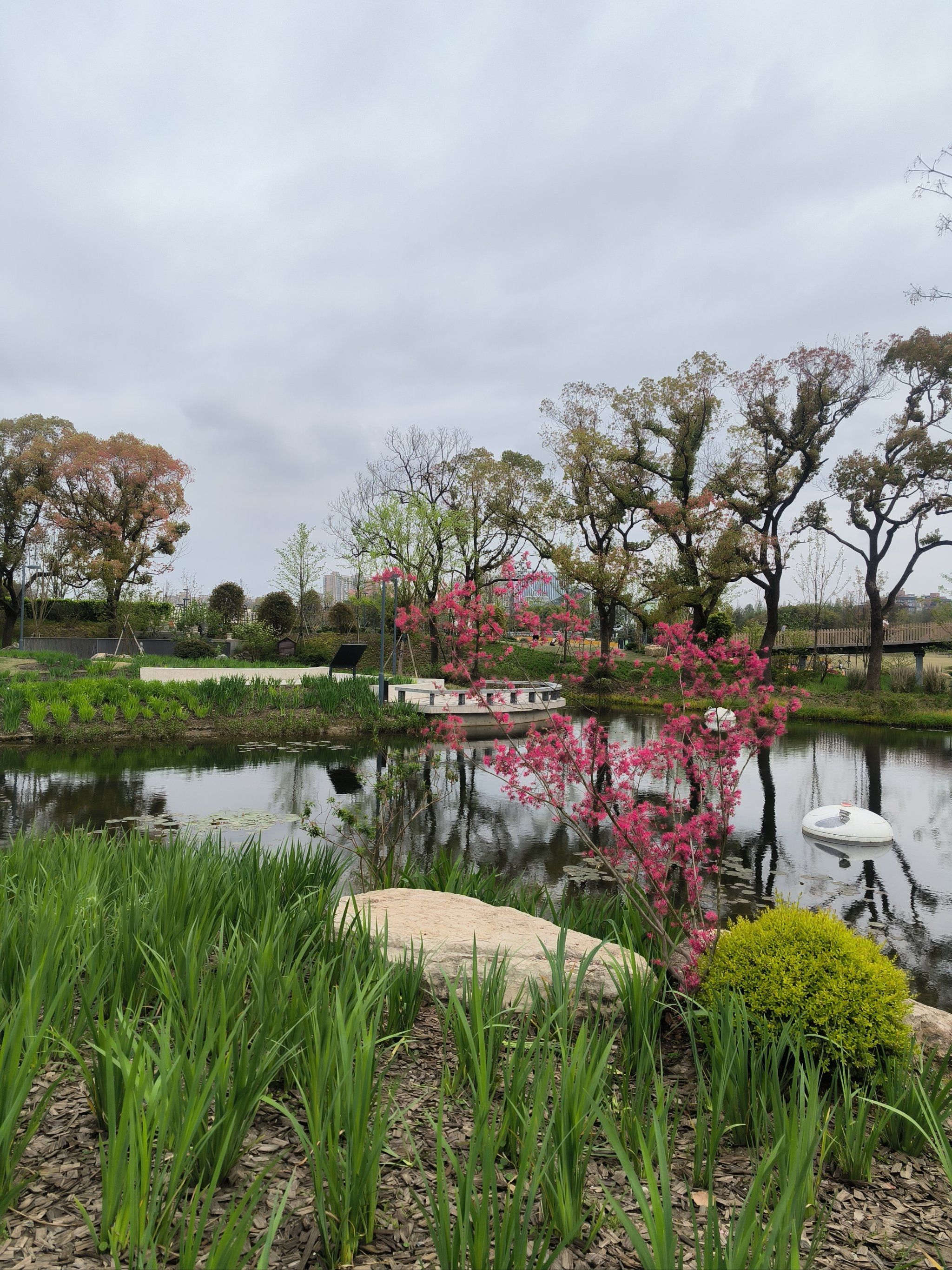 上海植物园美景,牡丹园国色天香