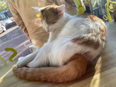 -平行世界·猫咖(首经贸店)
