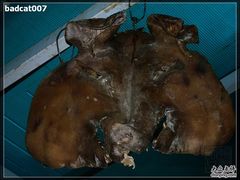 -白家寨子·山野白族菜(古城总店)