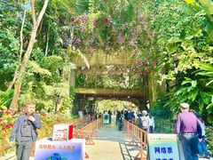 -西双版纳原始森林公园