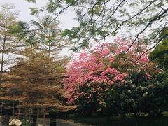 -森波拉火山温泉