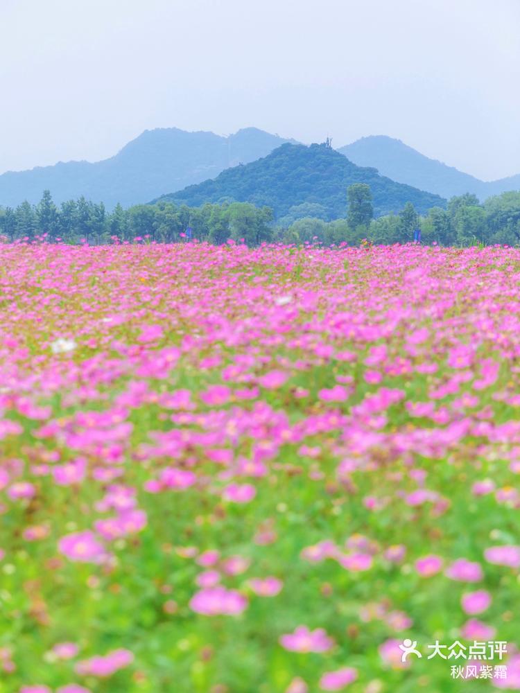 湘湖花海香田花期表图片