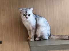 -飞行喵MR PILOT|猫舍·猫咖(静安大融城店)