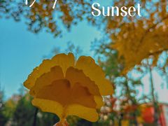 -三里屯东五街银杏大道