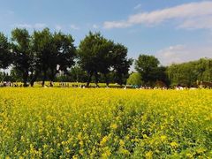 -长白岛森林公园