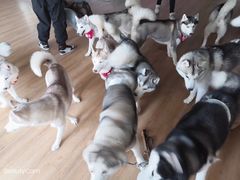 -Husky Go! 哈士奇体验馆·宠物咖啡厅狗咖