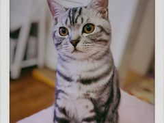 -喵zoo家庭繁育猫舍(尖东智能花园店)