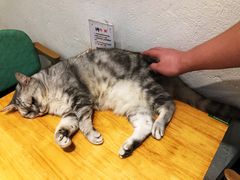 -猫色咖啡·猫咖
