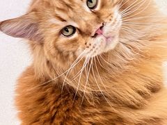 -藏猫猫咖啡主题馆(中央大道店)