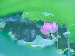 -陈家山荷花公园