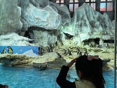 -帝企鹅自助餐厅•儿童岛•真企鹅(长隆企鹅酒店)