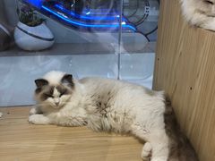 -屋虎猫馆(宝安大仟里店)