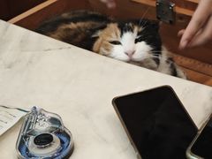 -瑞派申生动物医院·24H夜诊·国际动物医疗中心·骨外科(吴中路店)