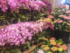 -双季花艺园艺市场(浦东店)