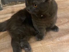 -猫的茶·猫咖