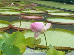 -槟城植物园