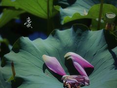 -颐和园