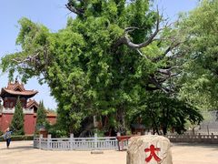 -大槐树寻根祭祖园