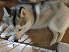 -Husky Go! 哈士奇体验馆·宠物咖啡厅狗咖