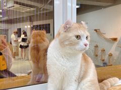 -Heymao猫咖.咖啡厅(东门店)