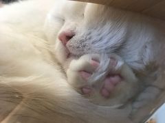 -飞行喵MR PILOT|猫舍·猫咖(静安大融城店)