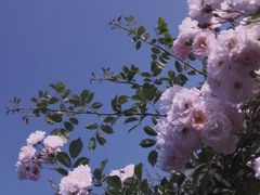 -颐和路民国时期公馆风貌区