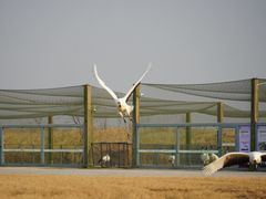 -盐城丹顶鹤湿地生态旅游区