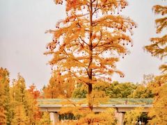 -白鹭湾湿地公园