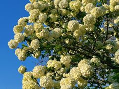 -杭州西子湖四季酒店-WL BISTRO西湖餐厅(灵隐路店)