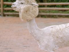 -苏州太湖西山岛开心农场