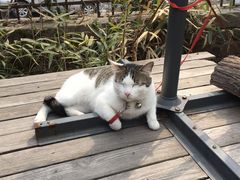 -海边的猫和咖啡馆