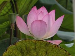 -荔湾湖公园