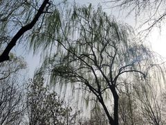 -济南大明湖景区