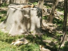 -哈尔滨北方森林动物园