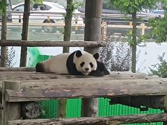 -西霞口神雕山野生动物世界