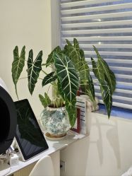 -安那般那皮肤年轻化ANAPANA