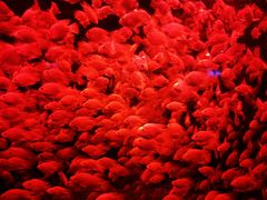 -太平洋海底世界