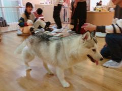 -Husky Go! 哈士奇体验馆·宠物咖啡厅狗咖