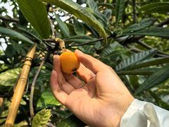 -塘栖枇杷特色园区