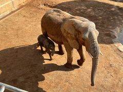 -西霞口神雕山野生动物世界