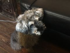 -百好乐宠物友好餐厅(朝外大街店)