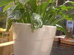 -小六汤包·老字号·中华名小吃(公园南路店)