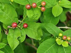 -广西壮族自治区药用植物园